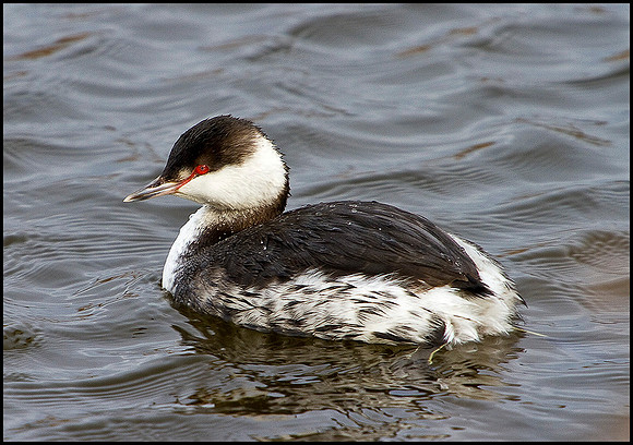 Slavonian Grebe, Feckenham Wylde Moors, 26 February 2010