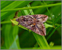 Silver Y (Autographa gamma), Monk Wood, August 2013