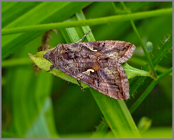 Silver Y (Autographa gamma), Monk Wood, August 2013