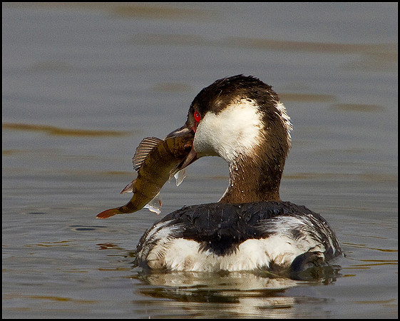Slavonian Grebe, Grimley, 11 March 2010