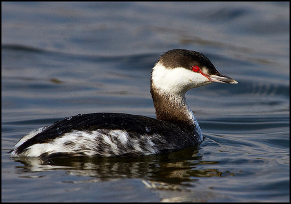 Slavonian Grebe, Grimley, 11 March 2010