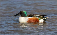 Drake Shoveler (Anas clypeata), Slimbridge WWT January 2016