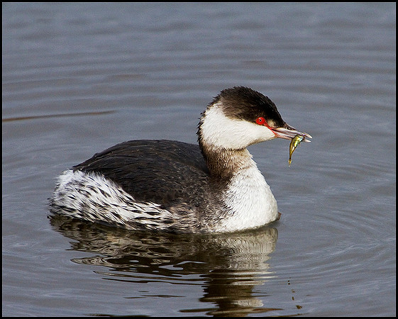 Slavonian Grebe, Feckenham Wylde Moors, 26 February 2010