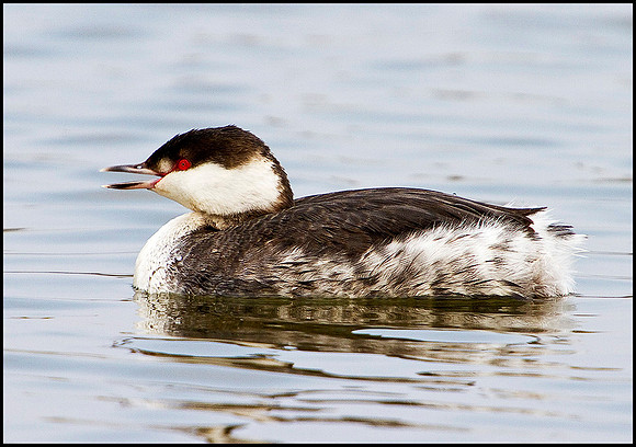Slavonian Grebe, Grimley, 11 March 2010