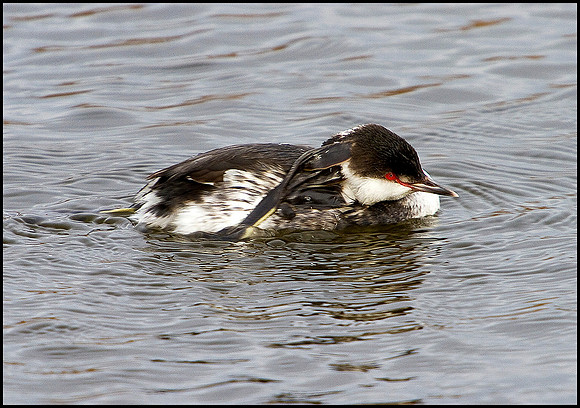 Slavonian Grebe, Feckenham Wylde Moors, 26 February 2010