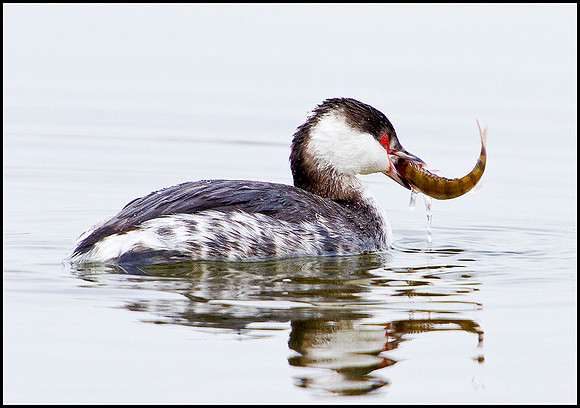 Slavonian Grebe, Grimley, 11 March 2010