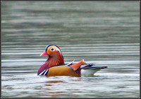 Mandarin, Upton Warren Sailing Pool, November 2010