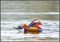 Mandarin, Upton Warren Sailing Pool, November 2010