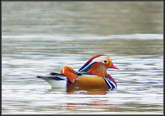 Mandarin, Upton Warren Sailing Pool, November 2010