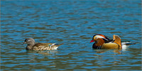 Mandarin Ducks (Aix galericulata), Forest of Dean, 03 April 2013