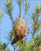 Pine Processionary Caterpillar (Thaumetopoea pityocampa) Nest, Mallorca, May 2015