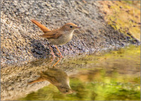 Nightingale - Luscinia megarhynchos, Mallorca, May 2017