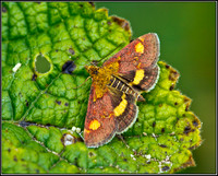 Mint Moth, Bromsgrove, 22 July 2011
