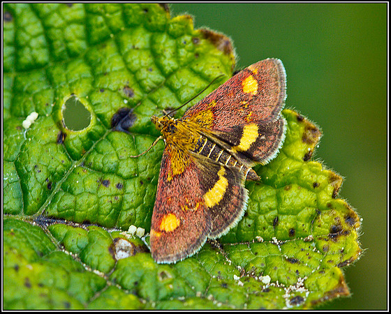 Mint Moth, Bromsgrove, 22 July 2011
