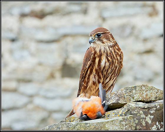 Merlin with Bullfinch, Mid-Wales Falconry Centre, February 2009