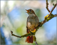 Nightingale (Luscinia megarhynchos), Mallorca, May 2016