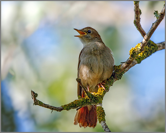 Nightingale (Luscinia megarhynchos), Mallorca, May 2016
