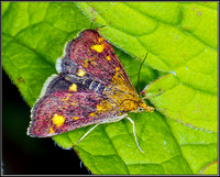 Mint Moth (Pyrausta aurata), Bromsgrove, 08 August 2012