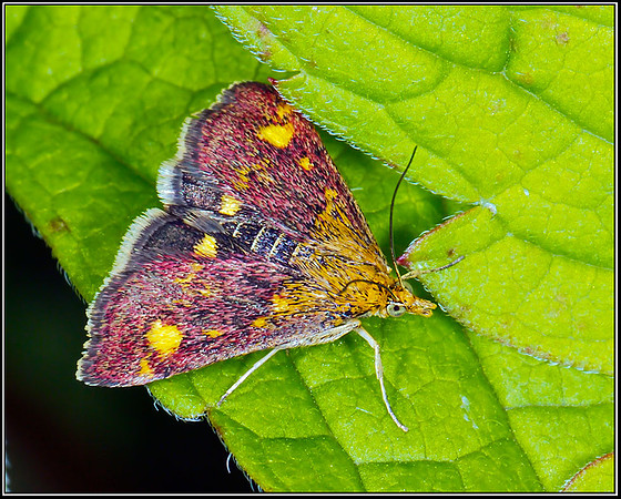 Mint Moth (Pyrausta aurata), Bromsgrove, 08 August 2012