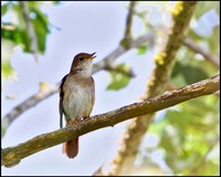 Nightingale, Mallorca, May 2010
