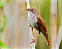 Nightingale, Mallorca, May 2010
