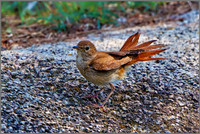Nightingale (Luscinia megarhynchos), Mallorca, May 2016