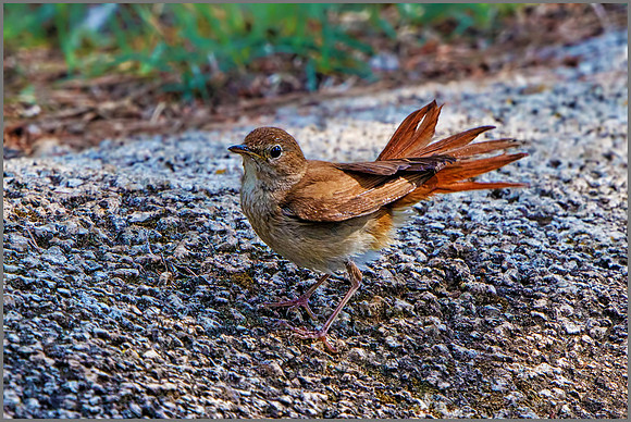 Nightingale (Luscinia megarhynchos), Mallorca, May 2016