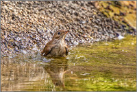 Nightingale - Luscinia megarhynchos, Mallorca, May 2017