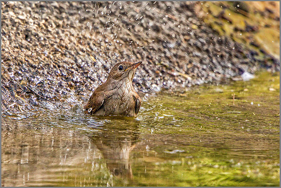 Nightingale - Luscinia megarhynchos, Mallorca, May 2017