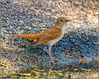 Nightingale (Luscinia megarhynchos), Mallorca, May 2016