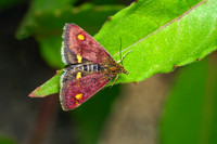 Mint Moth - Pyrausta aurata, Garden, May 2020