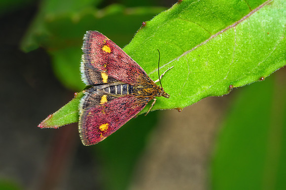 Mint Moth - Pyrausta aurata, Garden, May 2020