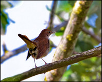 Nightingale, Mallorca, May 2010