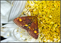 Mint Moth (Pyrausta aurata), Garden, 26 August 2012