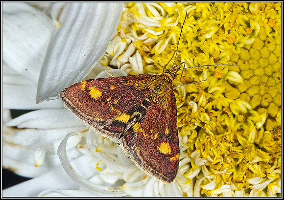 Mint Moth (Pyrausta aurata), Garden, 26 August 2012