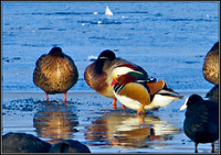 Mandarin, Upton Warren Moors, January 2011