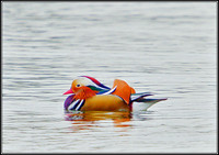 Mandarin, Upton Warren Sailing Pool, November 2010
