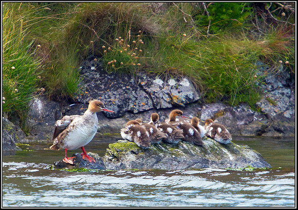 Red-breasted Merganser with Ducklings, Anglesey, 0 6Juy 2011