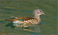 Female Mandarin Duck (Aix galericulata), Forest of Dean, 03 April 2013