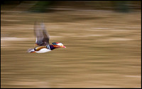 Mandarin Ducks, Trimpley, 29 January 2009