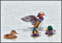 Mandarin, Upton Warren Sailing Pool, November 2010