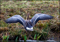 Pink-footed Goose, Upton Warren Moors, 25 October 2009
