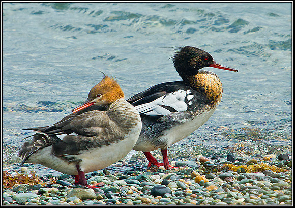 Red-breasted Mergansers, Anglesey, 09 May 2011