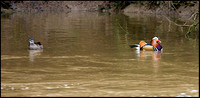 Mandarin Ducks, Trimpley, 29 January 2009