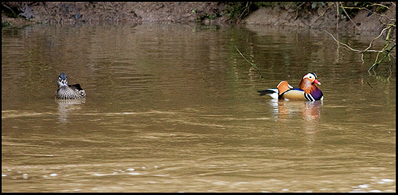 Mandarin Ducks, Trimpley, 29 January 2009