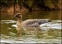 Pink-footed Goose, Upton Warren Moors, 25 October 2009