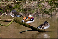 Mandarin Ducks, Trimpley, 29 January 2009