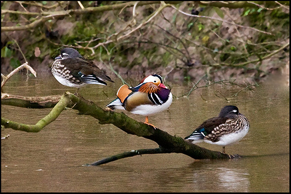 Mandarin Ducks, Trimpley, 29 January 2009