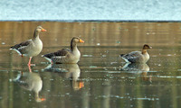 Pink-footed Goose (right), Upton Warren Sailing Pool, Febuary 2011