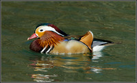 Drake Mandarin Duck (Aix galericulata), Forest of Dean, 03 April 2013